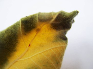 beyaz izole arka plan üzerinde sonbahar sonbahar yaprakları