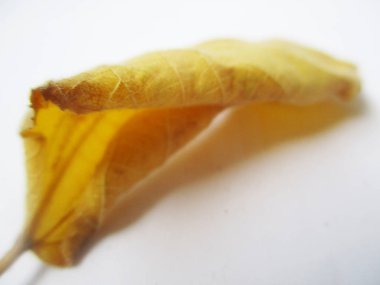 beyaz izole arka plan üzerinde sonbahar sonbahar yaprakları