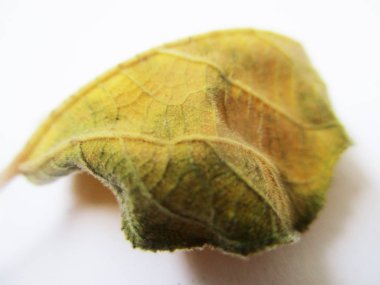 beyaz izole arka plan üzerinde sonbahar sonbahar yaprakları