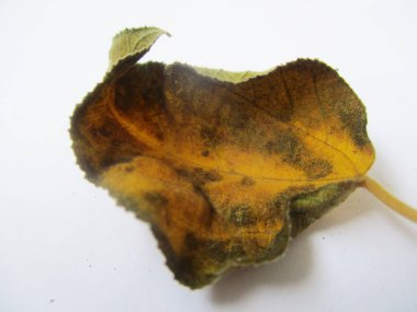 beyaz izole arka plan üzerinde sonbahar sonbahar yaprakları