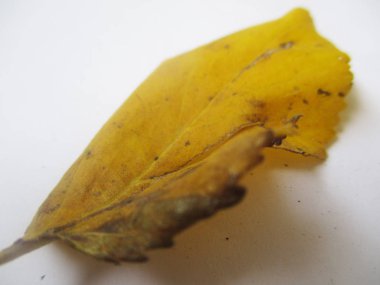 beyaz izole arka plan üzerinde sonbahar sonbahar yaprakları