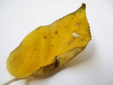 beyaz izole arka plan üzerinde sonbahar sonbahar yaprakları