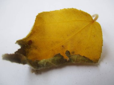 beyaz izole arka plan üzerinde sonbahar sonbahar yaprakları