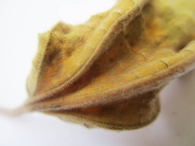 beyaz izole arka plan üzerinde sonbahar sonbahar yaprakları