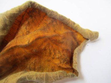 beyaz izole arka plan üzerinde sonbahar sonbahar yaprakları