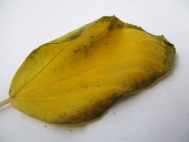 beyaz izole arka plan üzerinde sonbahar sonbahar yaprakları