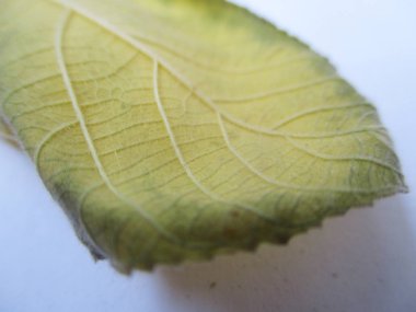 beyaz izole arka plan üzerinde sonbahar sonbahar yaprakları