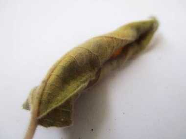 beyaz izole arka plan üzerinde sonbahar sonbahar yaprakları