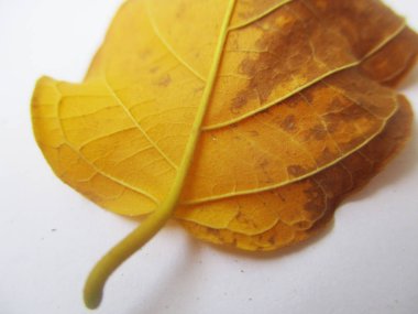 beyaz izole arka plan üzerinde sonbahar sonbahar yaprakları