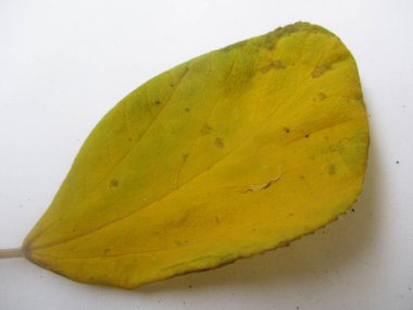 beyaz izole arka plan üzerinde sonbahar sonbahar yaprakları