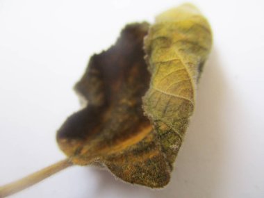 beyaz izole arka plan üzerinde sonbahar sonbahar yaprakları