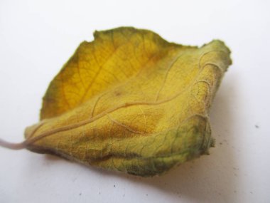 beyaz izole arka plan üzerinde sonbahar sonbahar yaprakları