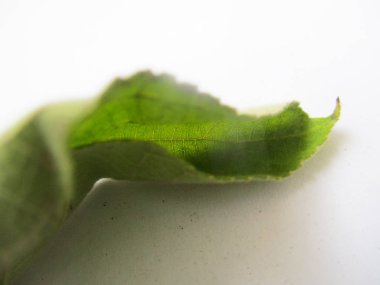 beyaz izole arka plan üzerinde sonbahar sonbahar yaprakları