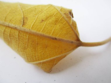 beyaz izole arka plan üzerinde sonbahar sonbahar yaprakları