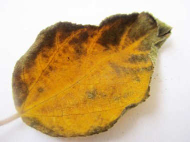 beyaz izole arka plan üzerinde sonbahar sonbahar yaprakları