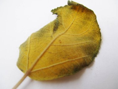 beyaz izole arka plan üzerinde sonbahar sonbahar yaprakları