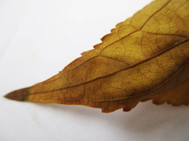 beyaz izole arka plan üzerinde sonbahar sonbahar yaprakları