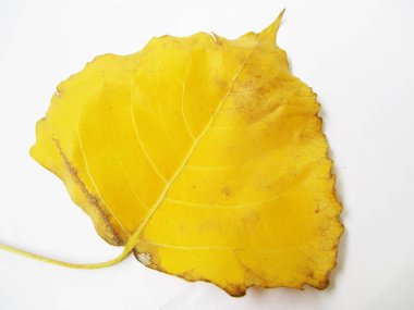 beyaz izole arka plan üzerinde sonbahar sonbahar yaprakları