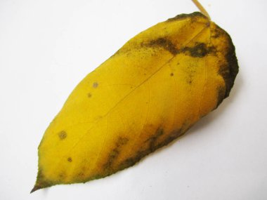 beyaz izole arka plan üzerinde sonbahar sonbahar yaprakları