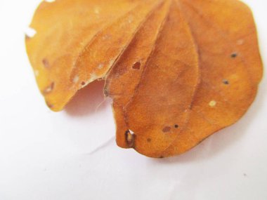 beyaz izole arka plan üzerinde sonbahar sonbahar yaprakları