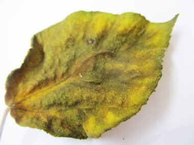 beyaz izole arka plan üzerinde sonbahar sonbahar yaprakları