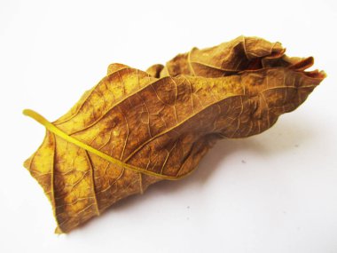 beyaz izole arka plan üzerinde sonbahar sonbahar yaprakları