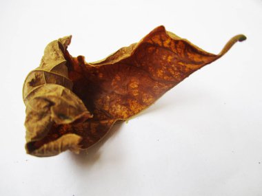 beyaz izole arka plan üzerinde sonbahar sonbahar yaprakları