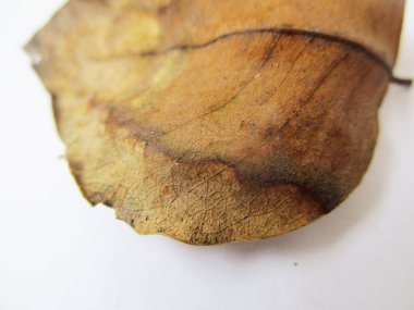 beyaz izole arka plan üzerinde sonbahar sonbahar yaprakları