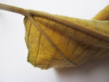 beyaz izole arka plan üzerinde sonbahar sonbahar yaprakları