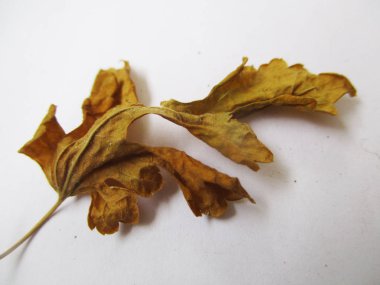 beyaz izole arka plan üzerinde sonbahar sonbahar yaprakları