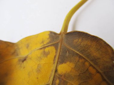 beyaz izole arka plan üzerinde sonbahar sonbahar yaprakları