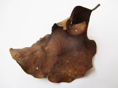 beyaz izole arka plan üzerinde sonbahar sonbahar yaprakları