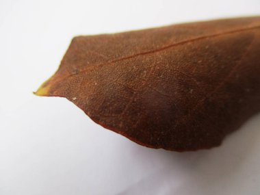 beyaz izole arka plan üzerinde sonbahar sonbahar yaprakları