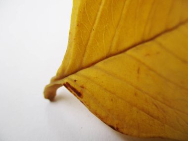 beyaz izole arka plan üzerinde sonbahar sonbahar yaprakları