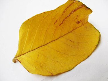 beyaz izole arka plan üzerinde sonbahar sonbahar yaprakları