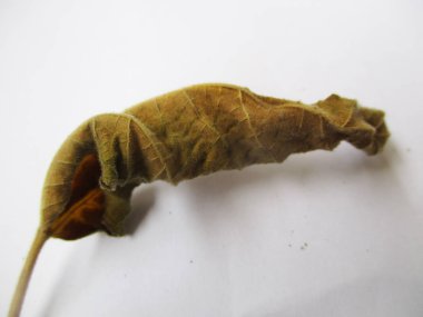 beyaz izole arka plan üzerinde sonbahar sonbahar yaprakları