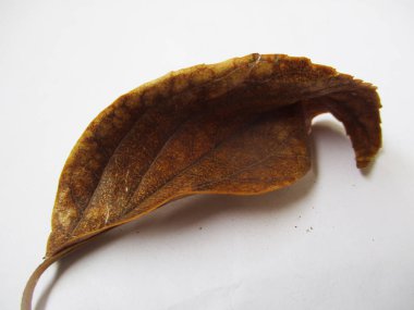 beyaz izole arka plan üzerinde sonbahar sonbahar yaprakları