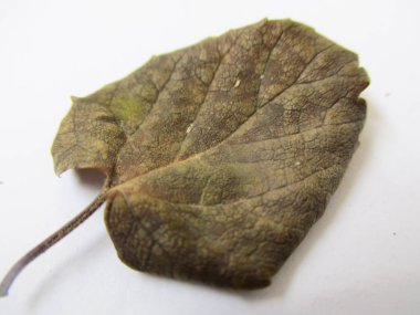 beyaz izole arka plan üzerinde sonbahar sonbahar yaprakları