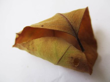 beyaz izole arka plan üzerinde sonbahar sonbahar yaprakları