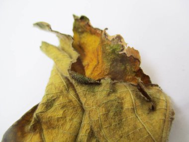 beyaz izole arka plan üzerinde sonbahar sonbahar yaprakları