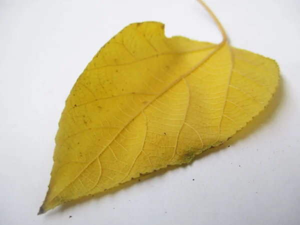 Autunno Autunno Foglie Sfondo Bianco Isolato — Foto Stock