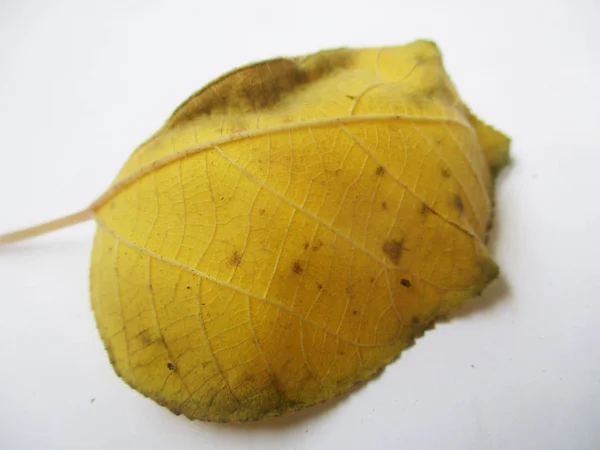 Autunno Autunno Foglie Sfondo Bianco Isolato — Foto Stock