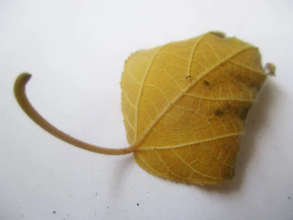 Automne Automne Feuilles Sur Fond Blanc Isolé — Photo