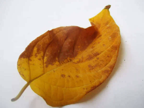 Otoño Otoño Hojas Sobre Fondo Blanco Aislado — Foto de Stock