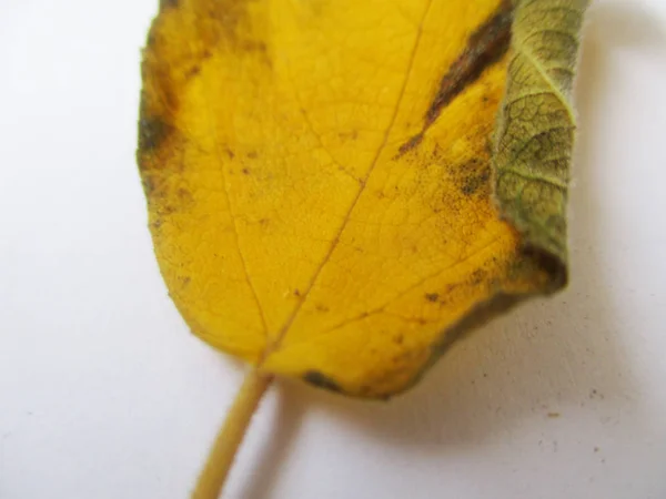 Automne Automne Feuilles Sur Fond Blanc Isolé — Photo