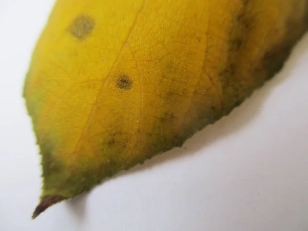 Otoño Otoño Hojas Sobre Fondo Blanco Aislado — Foto de Stock