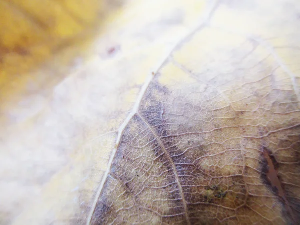 Herfst Herfstbladeren Witte Geïsoleerde Achtergrond — Stockfoto