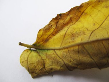 beyaz izole arka plan üzerinde sonbahar sonbahar yaprakları