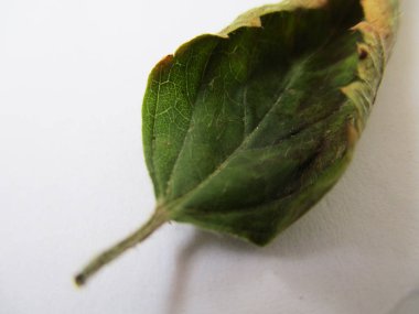 beyaz izole arka plan üzerinde sonbahar sonbahar yaprakları