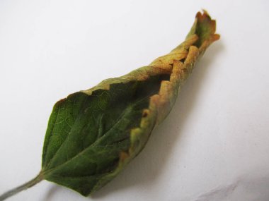 beyaz izole arka plan üzerinde sonbahar sonbahar yaprakları